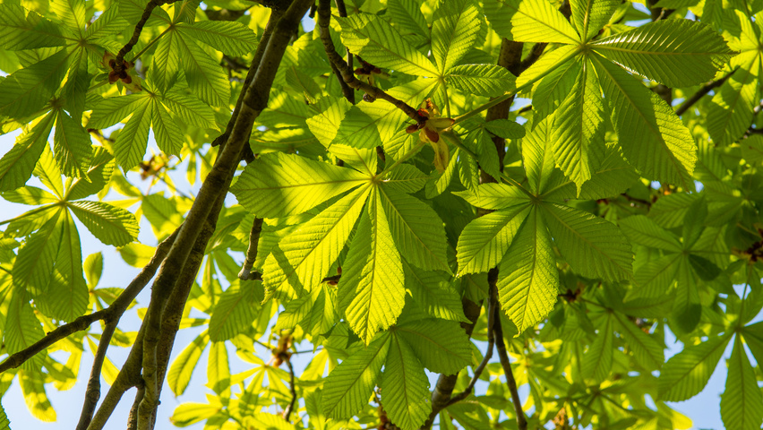 Aesculus hippocastanum 'Pyramidalis' blad