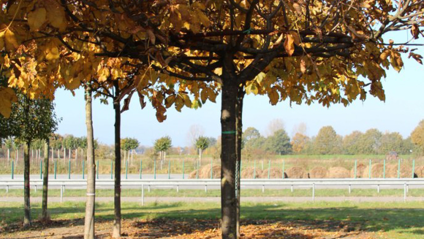 Aesculus hippocastanum roof-trained
