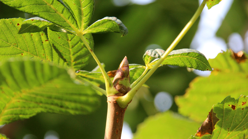 Aesculus hippocastanum twigs