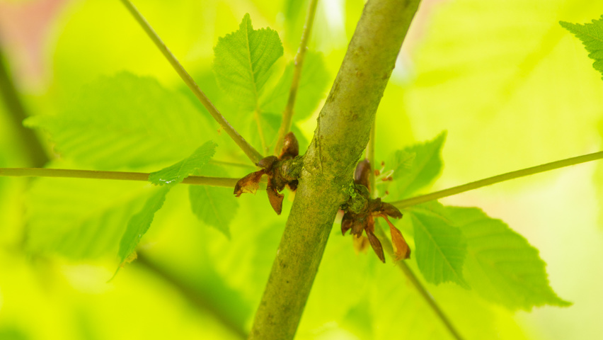 Aesculus hippocastanum twigs