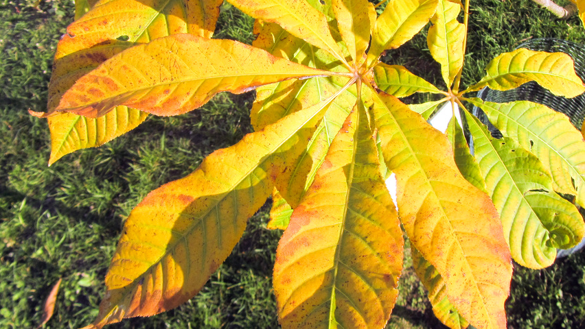 Aesculus indica feuilles automnale