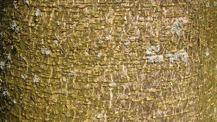 Aesculus indica tronc