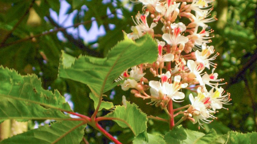 Aesculus indica fleurs