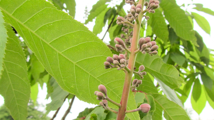 Aesculus indica fleurs