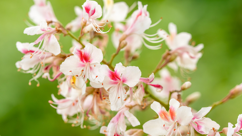 Aesculus indica kwiaty