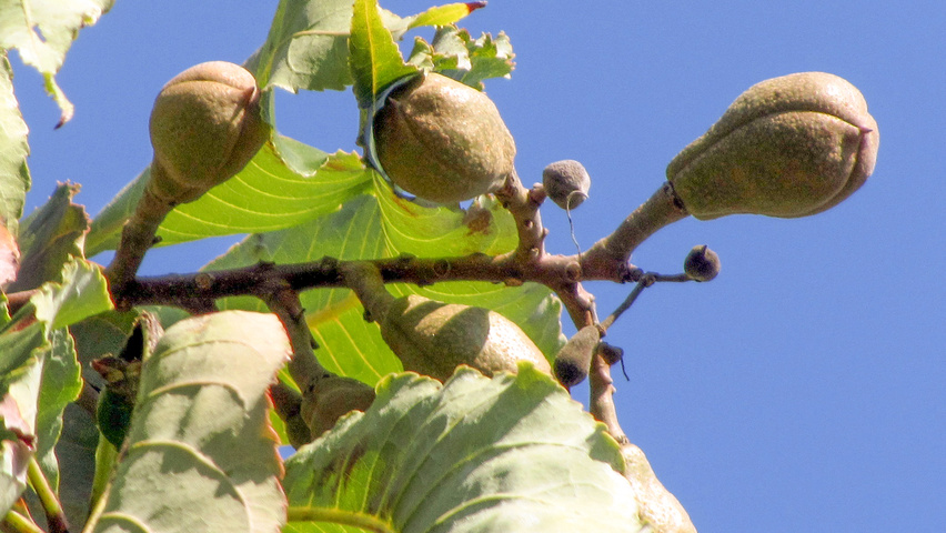 Aesculus indica fruits
