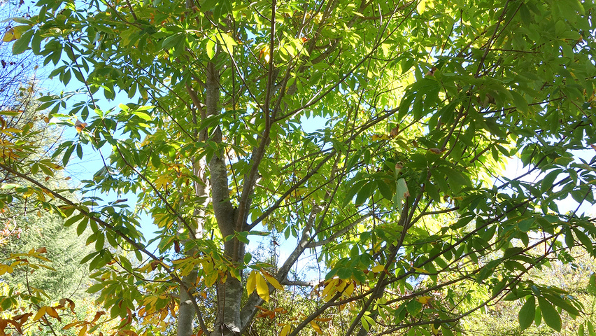 Aesculus indica demi-tige