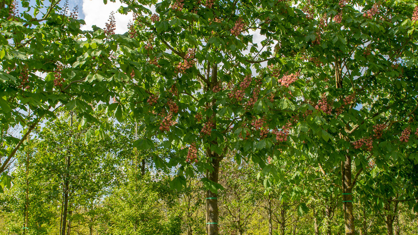 Aesculus indica pienne
