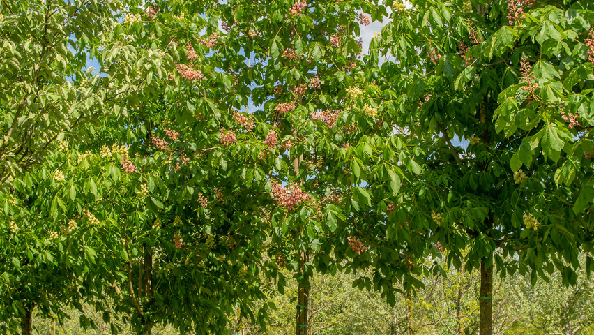 Aesculus indica pienne