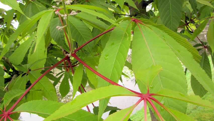 Aesculus indica Feuilles