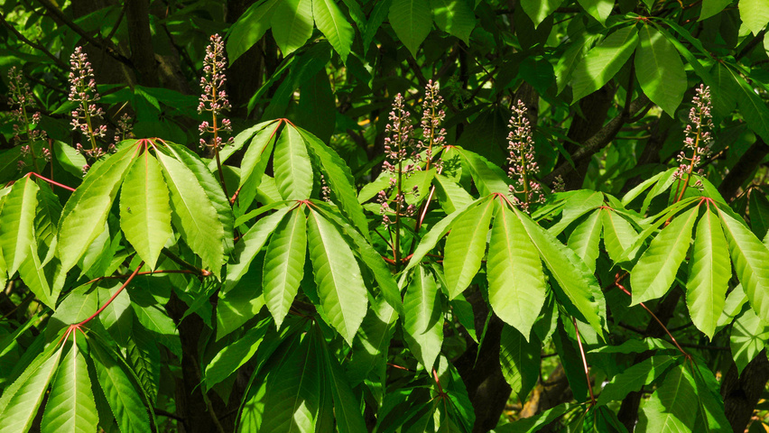 Aesculus indica liście