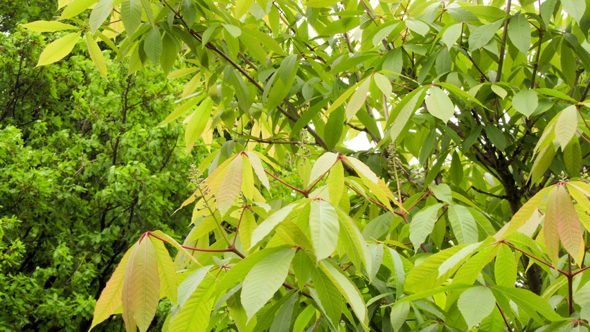 Aesculus indica Feuilles