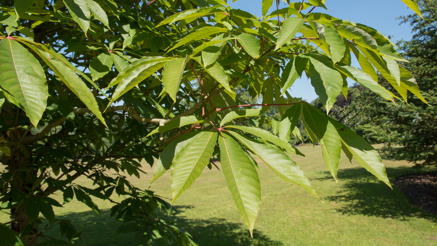 Aesculus indica liście