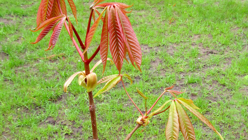 Aesculus indica Feuilles