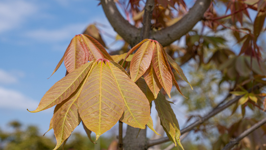Aesculus indica liście
