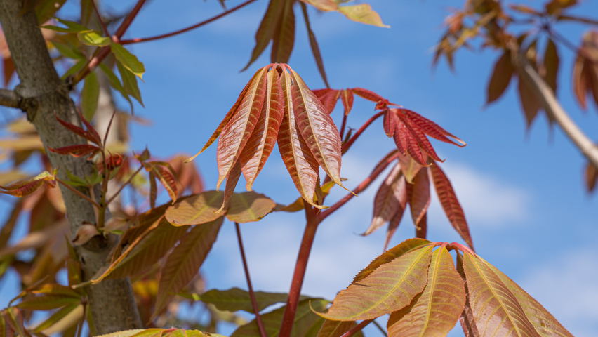 Aesculus indica liście
