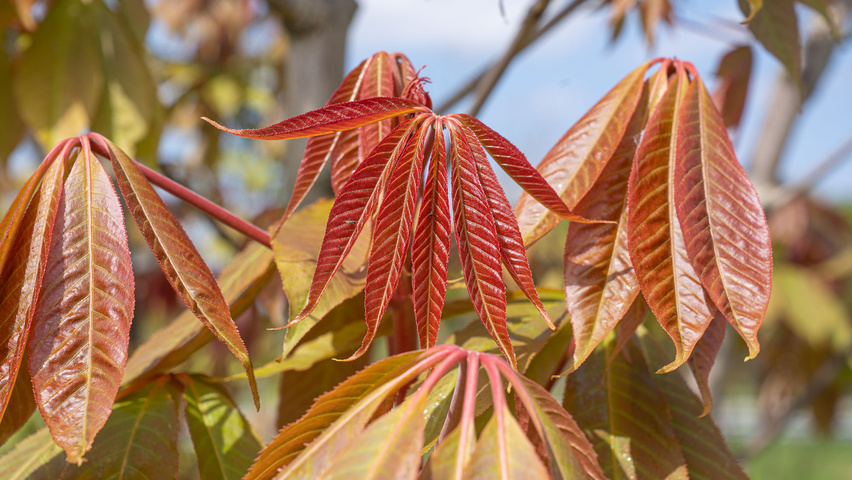 Aesculus indica liście
