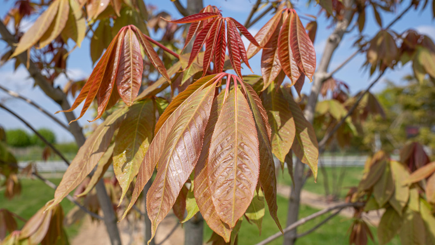 Aesculus indica liście