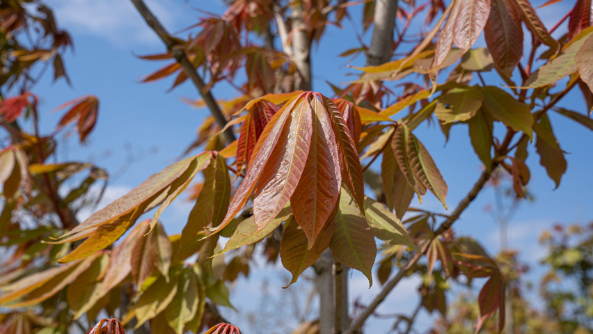 Aesculus indica liście