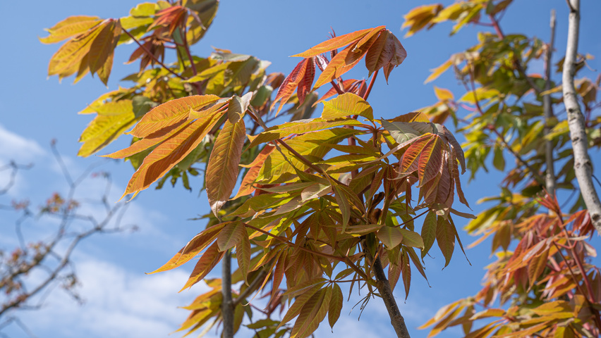 Aesculus indica liście