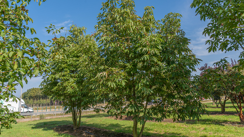 Aesculus indica wielopniowy