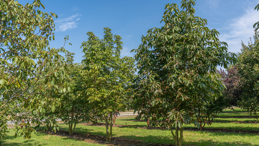 Aesculus indica wielopniowy