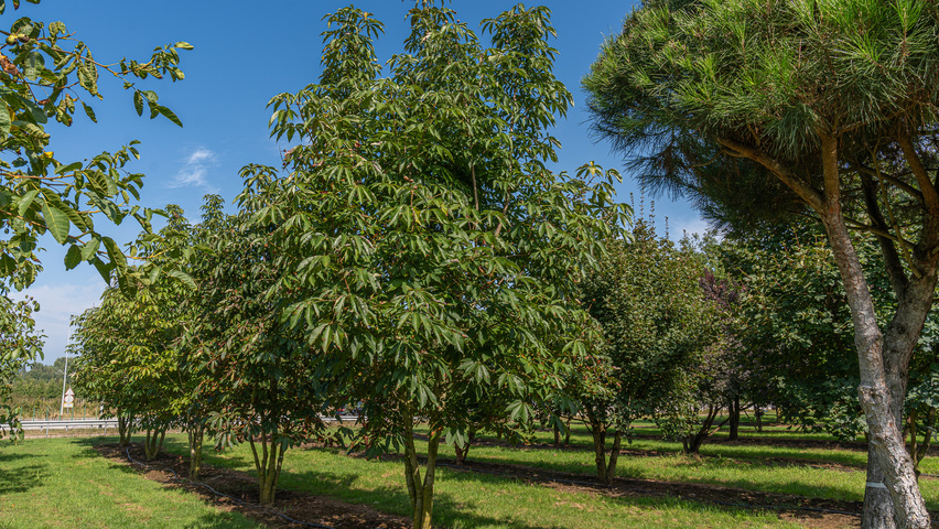 Aesculus indica wielopniowy