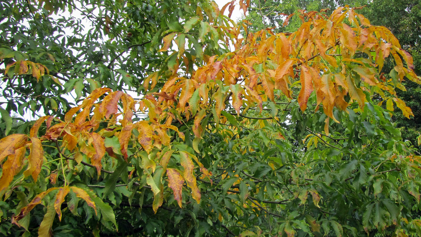 Aesculus x mutabilis 'Penduliflora' herfstblad