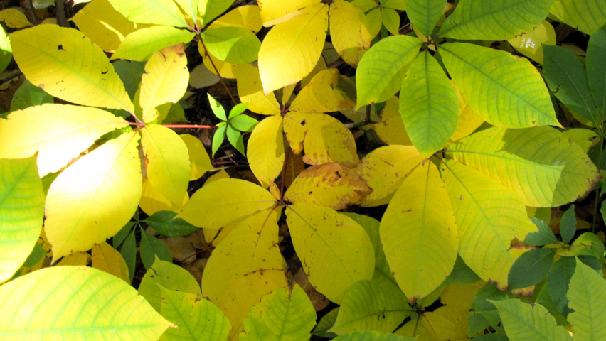 Aesculus parviflora autumn leaves