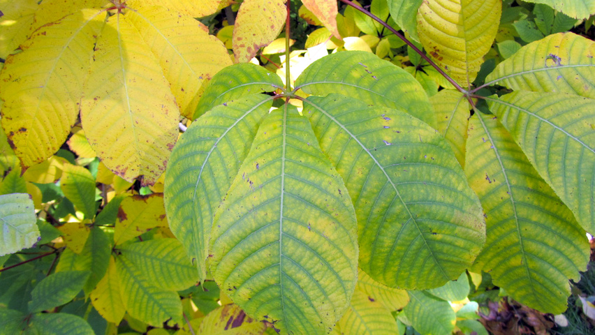Aesculus parviflora autumn leaves