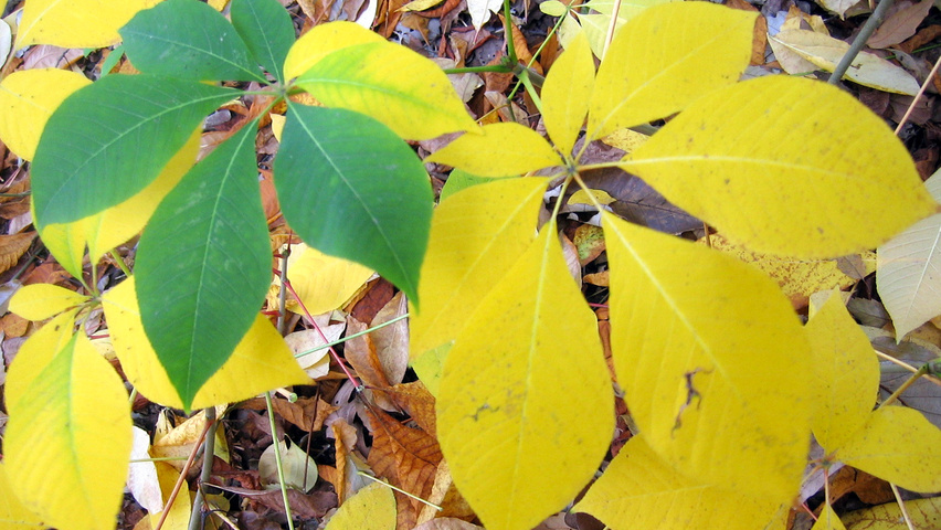 Aesculus parviflora autumn leaves