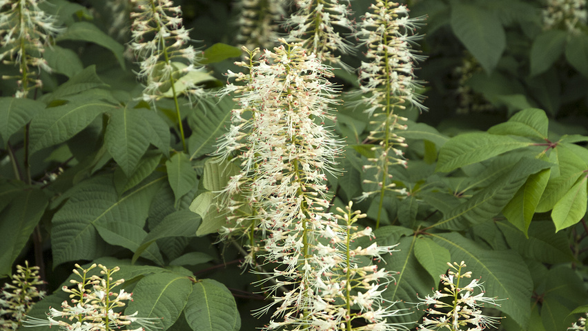 Aesculus parviflora flowers