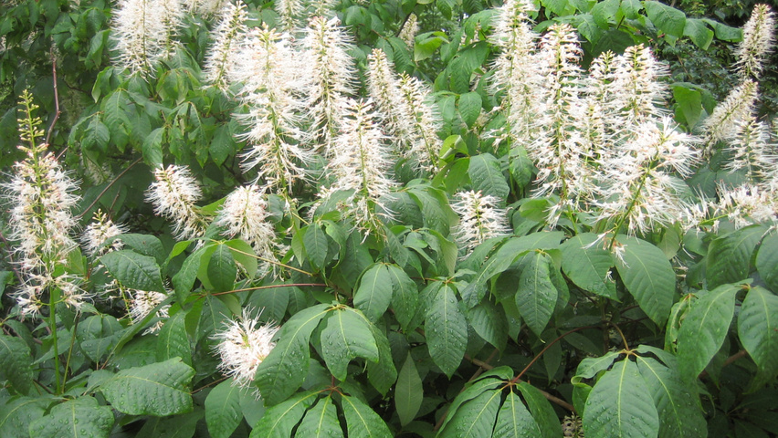 Aesculus parviflora flowers