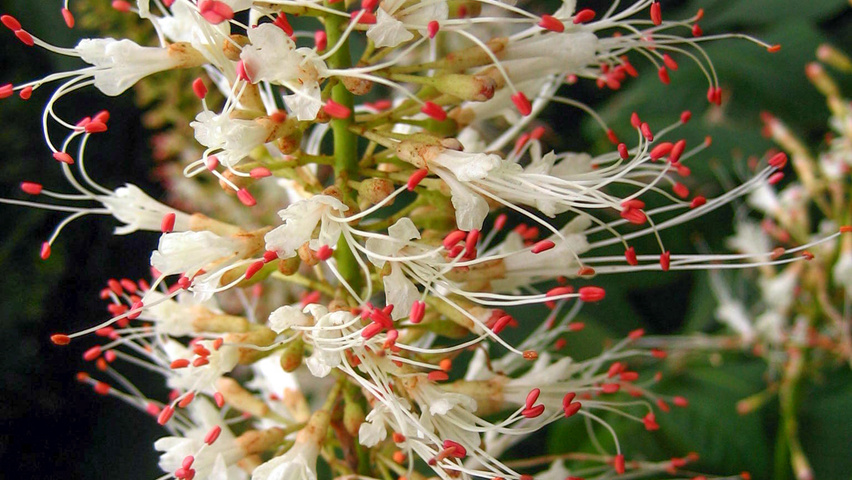 Aesculus parviflora flowers