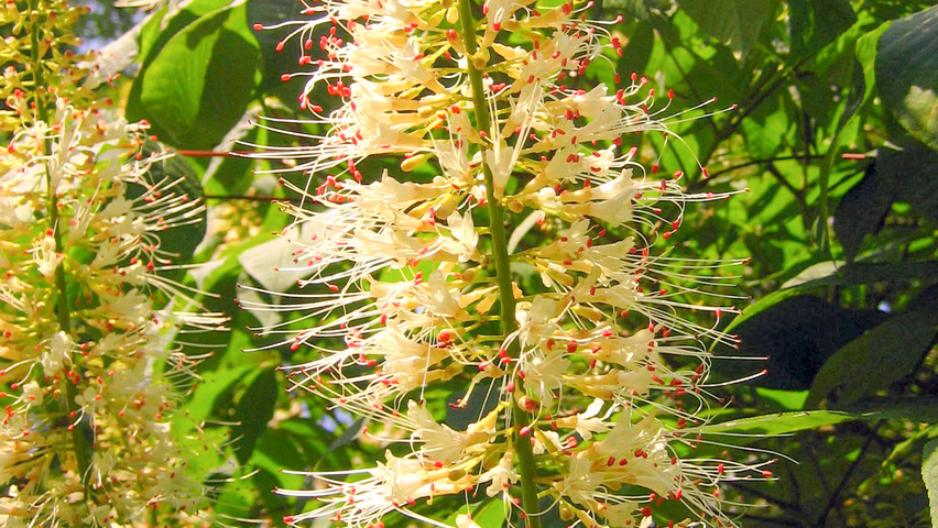 Aesculus parviflora flowers