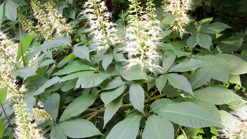 Aesculus parviflora flowers