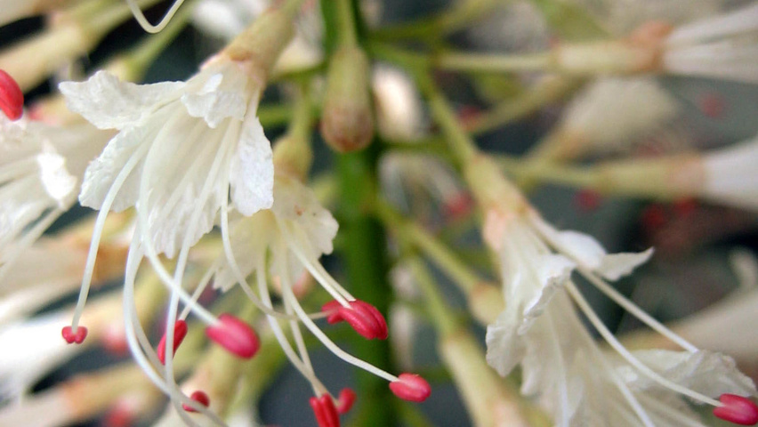 Aesculus parviflora flowers