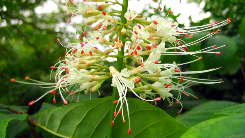 Aesculus parviflora flowers