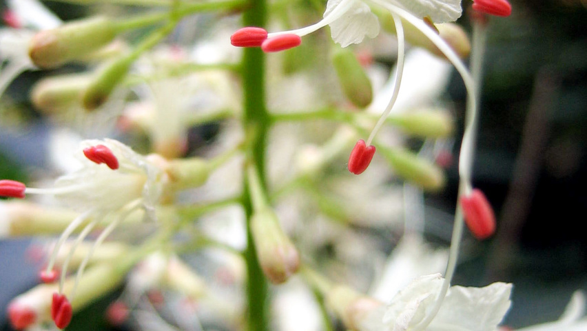 Aesculus parviflora flowers