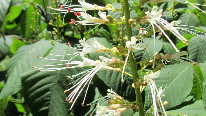 Aesculus parviflora flowers