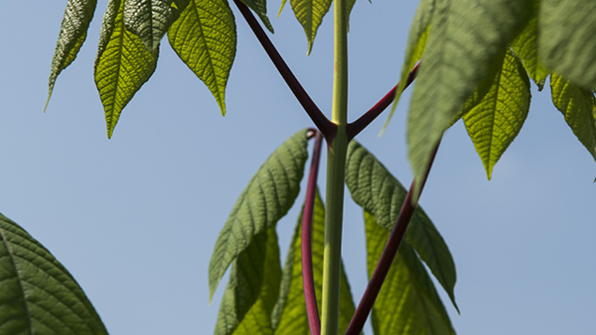 Aesculus parviflora leaves