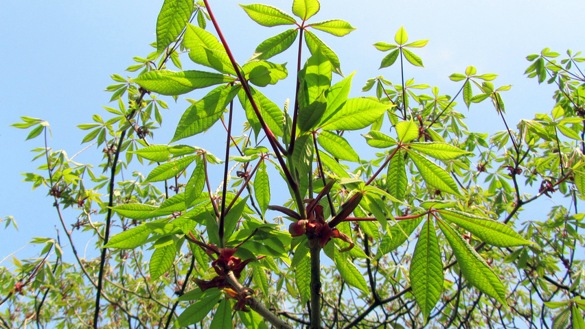 Aesculus parviflora leaves