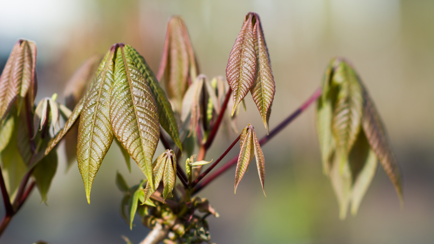 Aesculus parviflora leaves