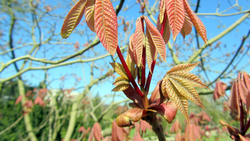 Aesculus parviflora leaves