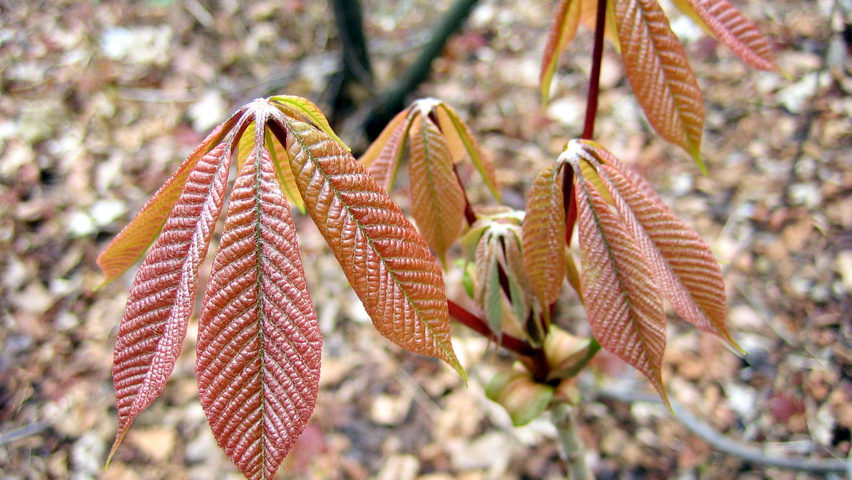 Aesculus parviflora leaves