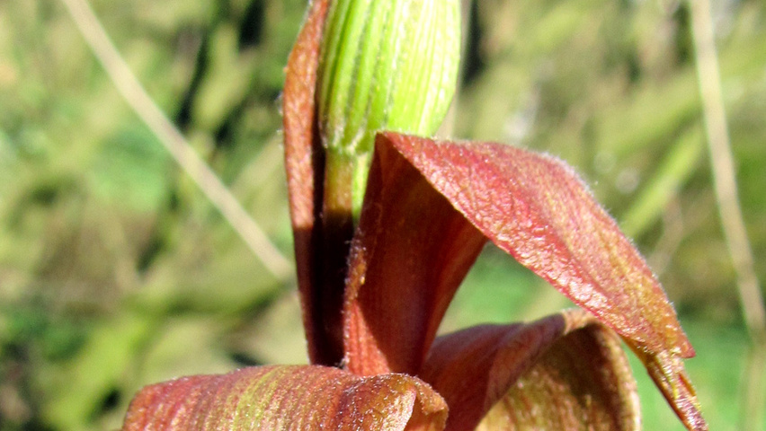 Aesculus parviflora leaves