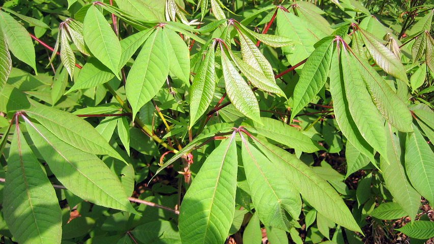 Aesculus parviflora leaves