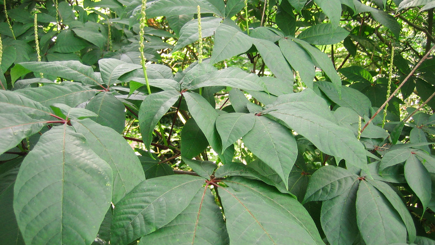 Aesculus parviflora leaves