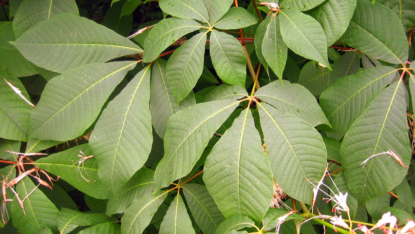 Aesculus parviflora leaves