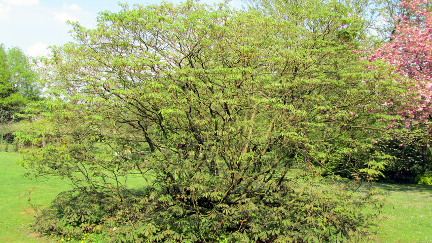 Aesculus parviflora solitary shrubs